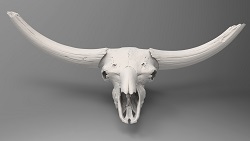 Bison latifrons skull, aka, "Howie" (front, light)